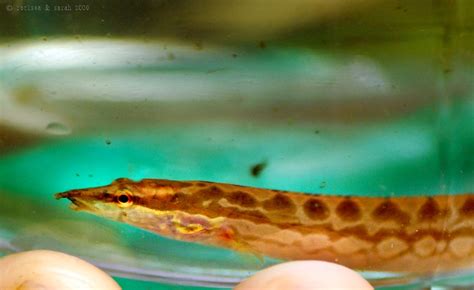 aaral fish|the tire track eel – RockSea and Sarah.